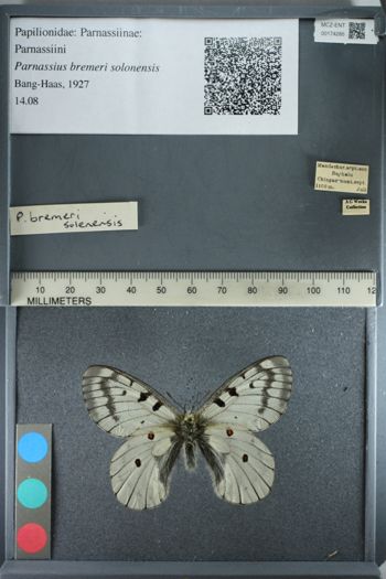 Media type: image;   Entomology 174285
